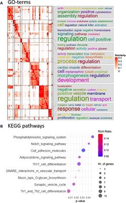 Expression profile and gap-junctional transfer of microRNAs in the bovine cumulus-oocyte complex